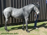 Stallion Passing 2011