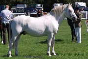 Portmore Tempest, Breed Show 2010