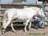 Portmore Tempest, Stallion Passing 2010