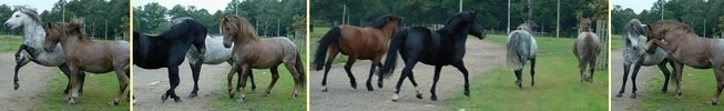 Stallions being turned out at New Park, Autumn 2007